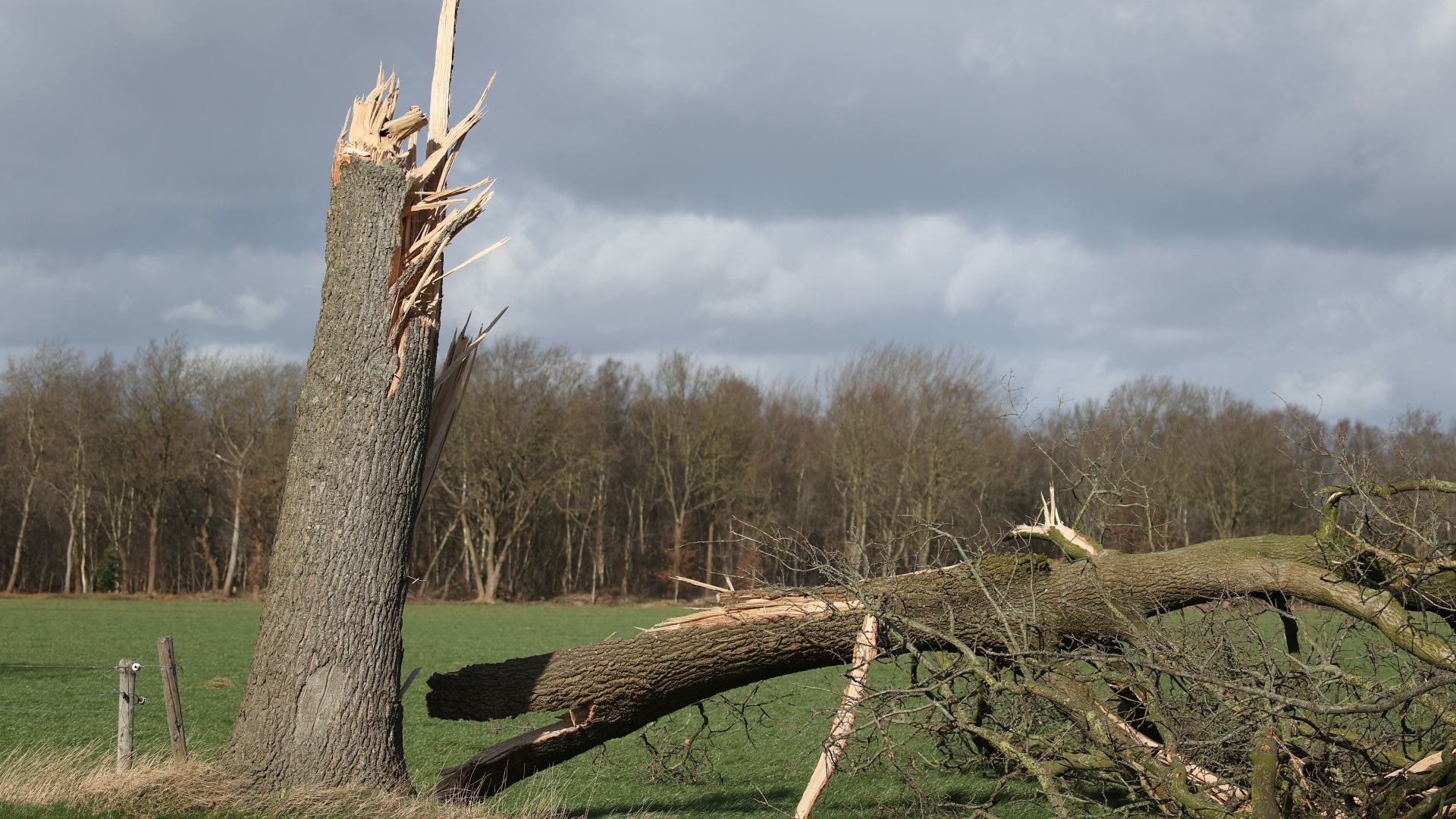Stormschade in Drenthe door storm Eunice, foto Ronald Wilfred Jansen