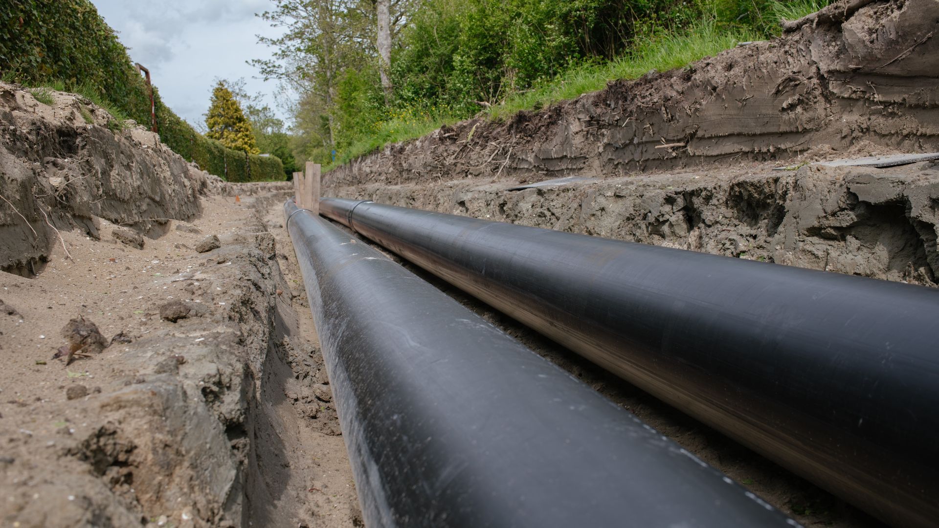 Beeld: Stegosaurus/Shutterstock.com 